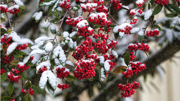 Auf einem Strauch mit roten Beeren liegt Schnee