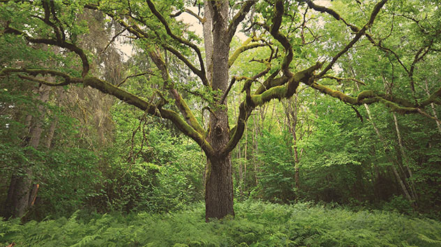 Auf alten Bäumen häuft sich Moos an. Cyanobakterien im Moos versorgen alte Bäume mit Stickstoff.