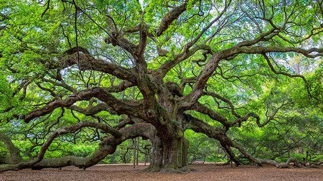 Je älter ein Baum ist, desto größer ist sein Stammdurchmesser. Bei über 1400 Jahre alten Exemplaren kann er 14 Meter und mehr betragen. Diese Eiche in South Carolina ist mindestens 400 Jahre alt. Ihr Umfang beträgt 2,13 Meter.