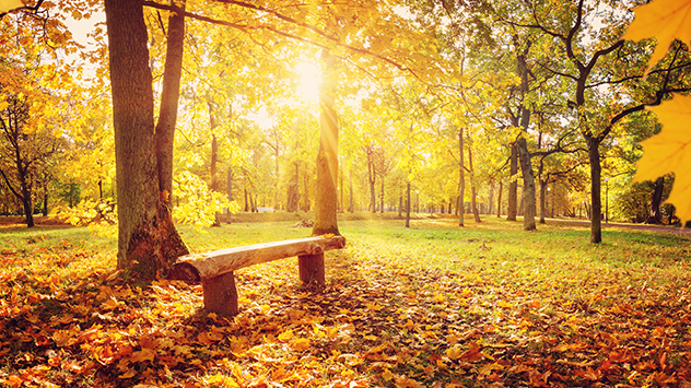 Park in goldenem Herbstlicht