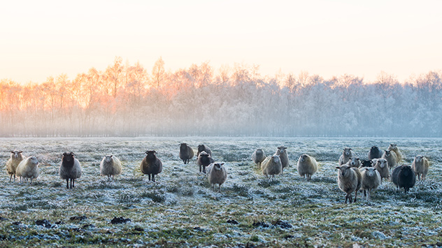 Schafe auf eine verschneiten Wiese