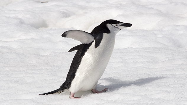 Pinguin watschelt auf Eis
